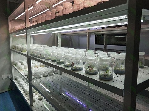 秦安植物组织培养实验室设计建设方案